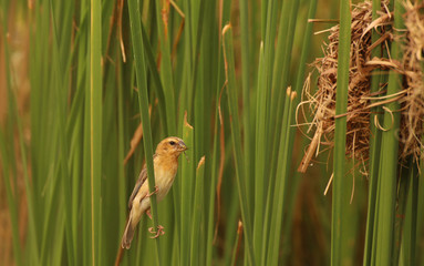 Asian golden weaver in bleeding season