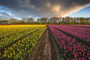 Color of Holland. Tulips fields.