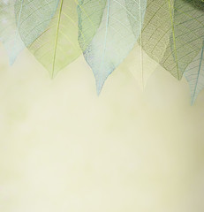 Skeleton leaves on blured background, close up