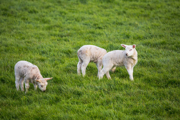 Obraz premium Color of Holland. Tulips fields.