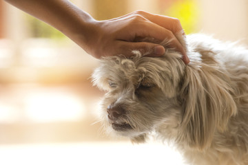 A dog is being comforted by the owner