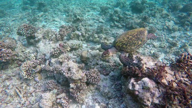 eine Schildkröte schwimmt durch zerstörtes Korallenriffe, auf der Suche nach Futter