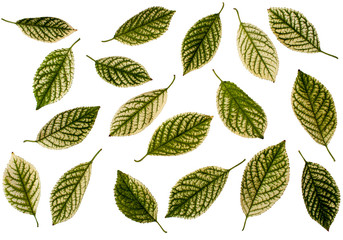 Autumn cherry leaves on white background. Set of various green fall leaf