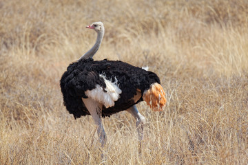 Strauss-M&auml;nnchen