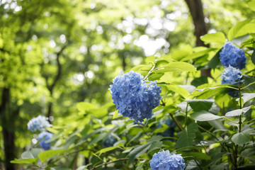 hydrangea