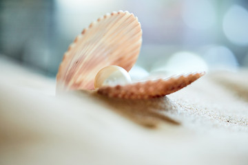 Obraz na płótnie Canvas shell with a pearl