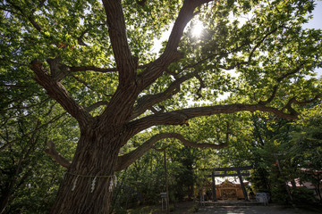 shrine in Tenjin Park