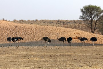Strausse im Kgalagadi Transfrontier Nationalpark