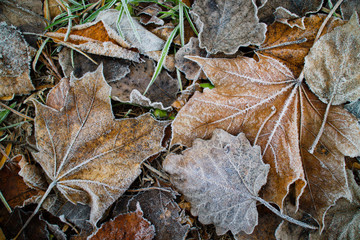 leaves covered with hoarfrost