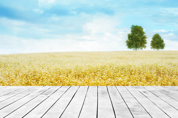 top of wood with beautiful landscape of  buckwheat with trees on large hill and blue sky