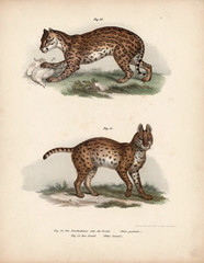 Old illustration of animals. - 181782912
