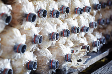 mushroom farm background.