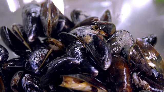 Fresh mussels in a plate