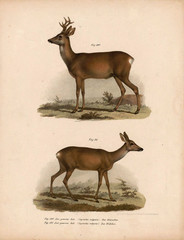 Old illustration of animals.