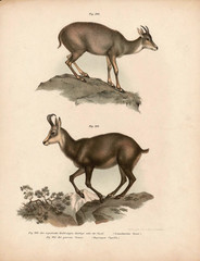 Old illustration of animals. - obrazy, fototapety, plakaty