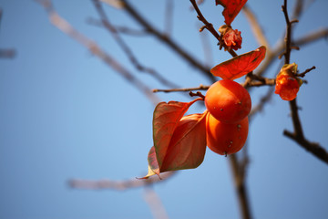 Autumn and persimmons,