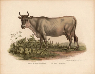 Old illustration of animals.