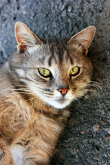 A beautiful cat with green eyes lies