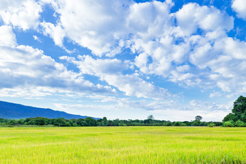 Rice field, Agriculture north of Thailand