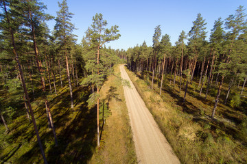 Fototapeta premium Pines and road in forest.