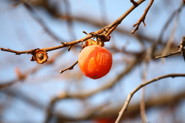 Autumn and persimmons,