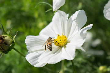 White flower and bee