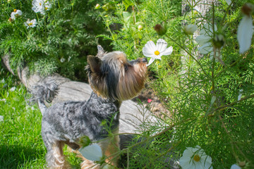 Yorkie smells flower