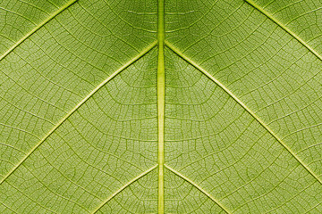 Nature green leaf texture background