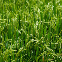 Fresh raw rice plant on green grass field. Agriculture harvest close up background