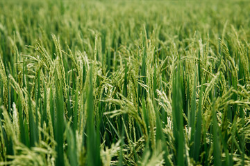 Fresh raw rice plant on green grass field. Agriculture harvest close up background