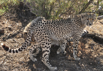 mating ritual with two cheetahs