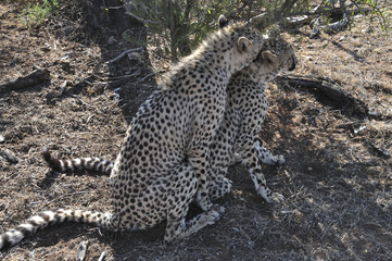 mating ritual with two cheetahs