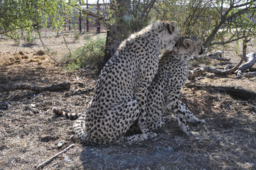 mating ritual with two cheetahs