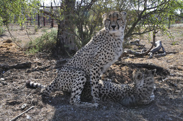 mating ritual with two cheetahs