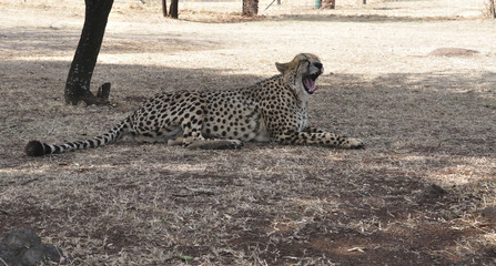 Cheetah yawning