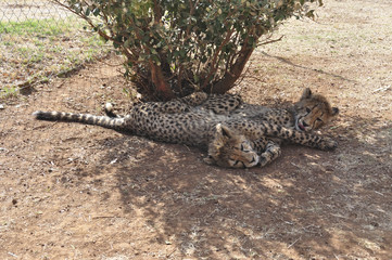 Cheetah twins resting under a bush