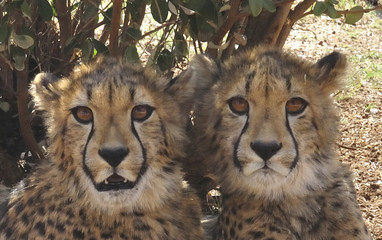 close-up of cheetah twins