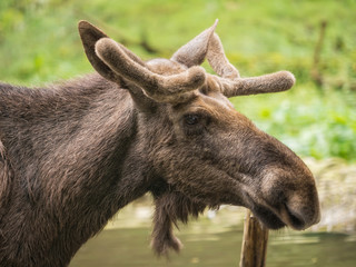 Head of a moose