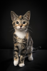 Pretty baby cat on a black background