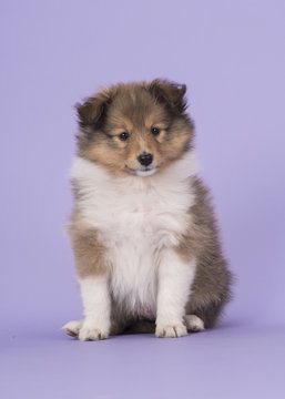 Sheltie puppy on a purple background