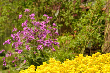 Yellow and purple flower in the garden