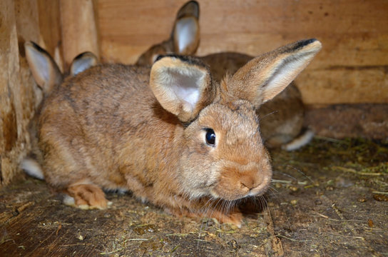 Home rabbit in a cage,	
domestic rabbit breeding