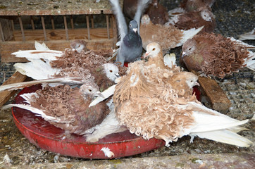 domestic pigeon with curled feathers on the wings