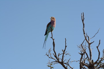 Bird in namibia