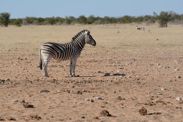 Obraz na płótnie Canvas Zebra in Africa