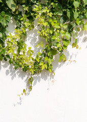 ivy leaves isolated on a white background