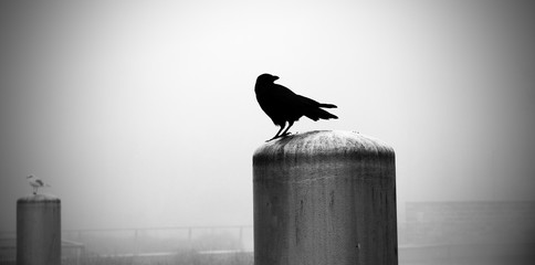 Corbeau dans le brouillard © Jonathan Stutz