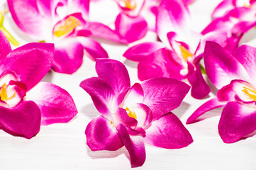 Orchid flowers, spring background for women's day or card for mothers day