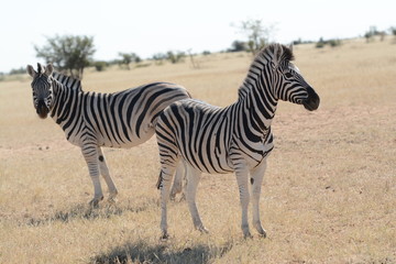 Obraz na płótnie Canvas Zebra in Namib Desert
