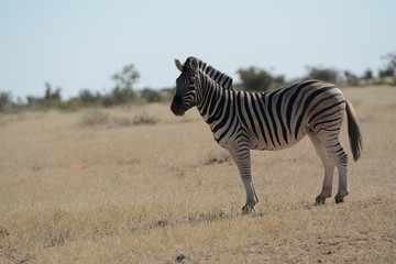 Obraz na płótnie Canvas Zebra in Etosha